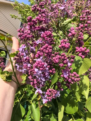 Сирень саженец