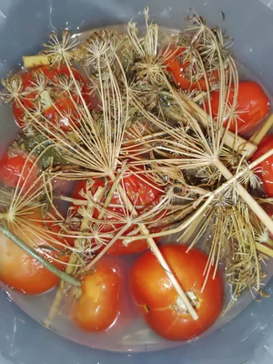 Баклажаны квашеные, фаршированные овощами
