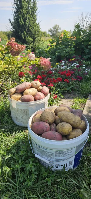 Картофель (смесь сортов)