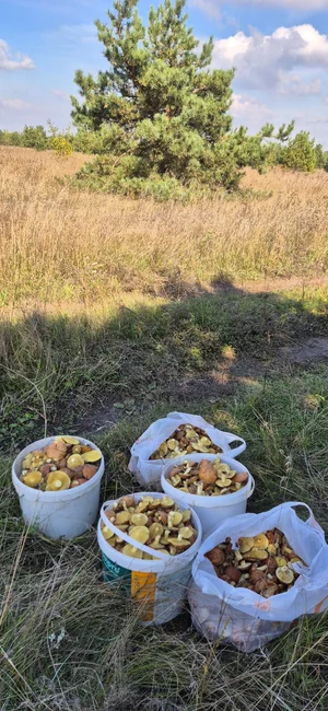 Маслята