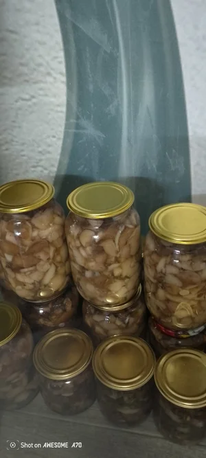 Маслята свежесобранные
