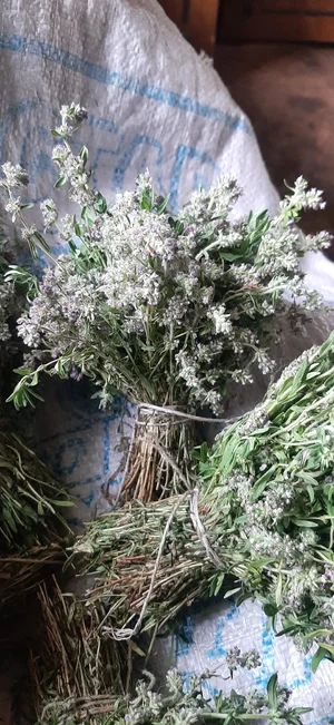 Земляника лесная