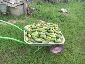 Огурцы