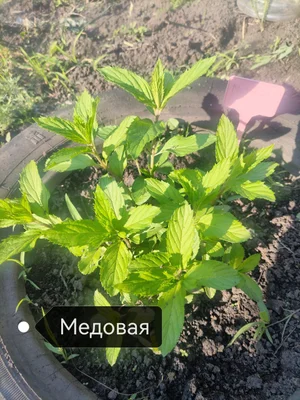 Сортовая мята