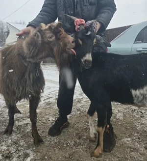 Козье молоко