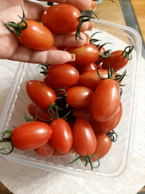 Фасоль спаржевая