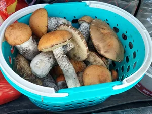 Маринованные подосиновики
