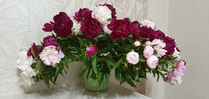 Пионы