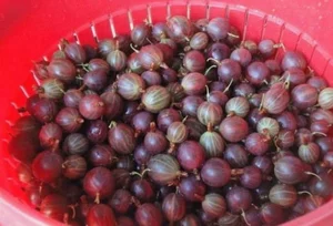 Картофель Коломбо