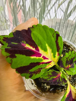 Колеусы, черенки укоренённые