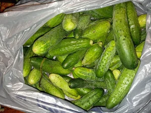 Клубника