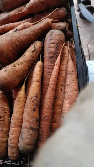 Картофель
