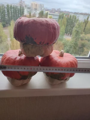 Тыква