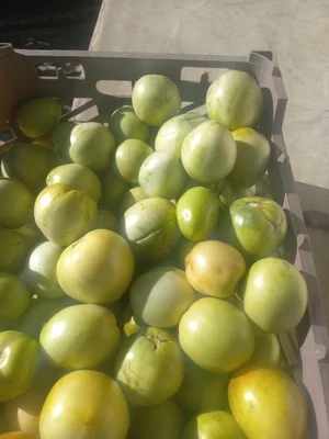 Картофель