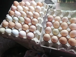 Яйца куриные