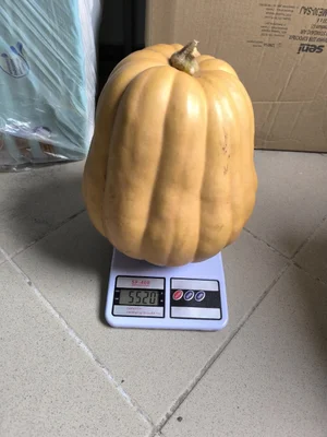 Тыква
