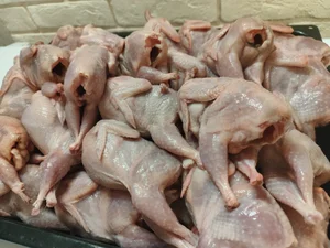 Курочки бройлерные