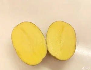 Картофель домашний, сорт Пикассо