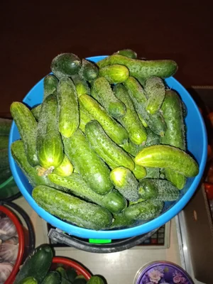 Огурцы