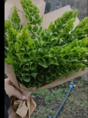 Астра