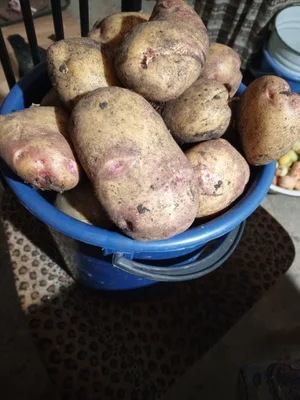 Помидор