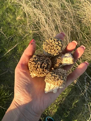 Сморчки