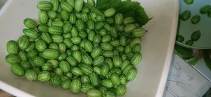 Мелотрия (арбузный огурец, cucamelon)