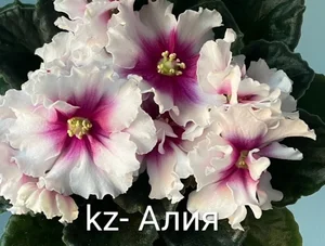 Детки фиалочек