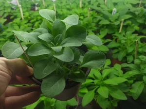 Рассада петунии