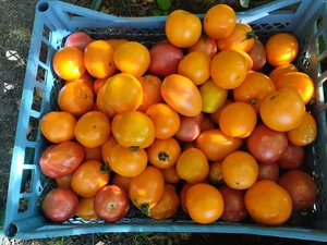 Помидорки крупные мясистые