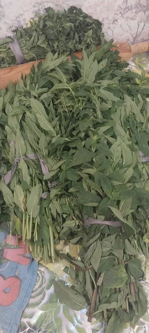 Мята