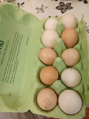 Мясо бройлеров