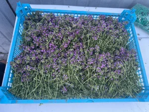 Клубника