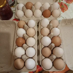 Куриное яйцо
