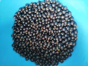 Черная смородина