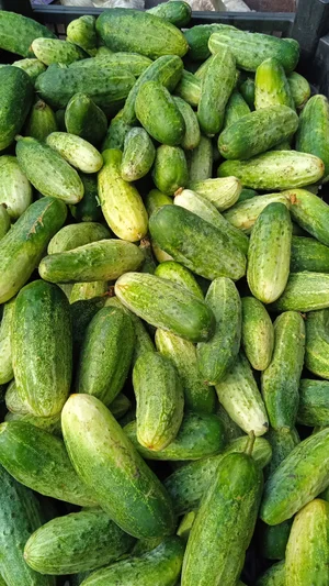 Огурцы