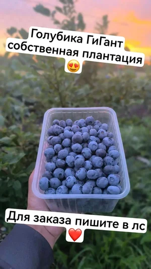 Голубика