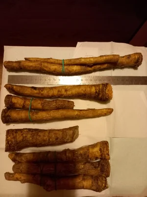 Фасоль