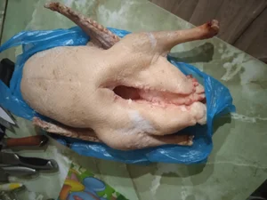 Утка
