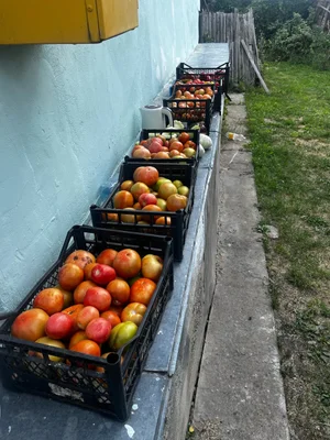 Огурцы