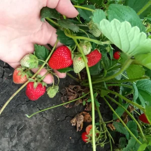 Куриное яйцо