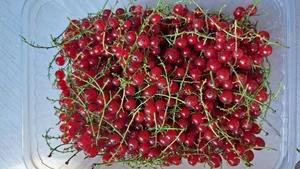 Малина желтая
