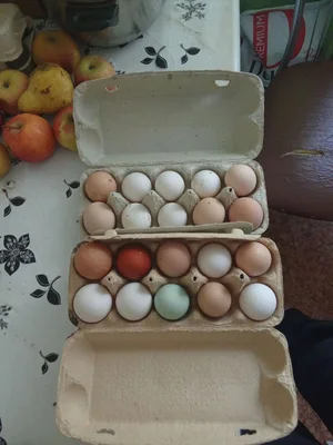 Мясо бройлеров
