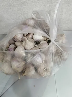 Чеснок домашний