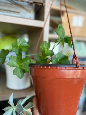 Герань ампельная