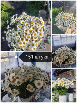 Ромашки