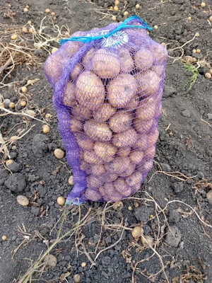 Картофель