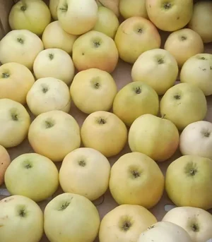 Кукуруза (сорт Бандюэль)