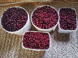 Вишни