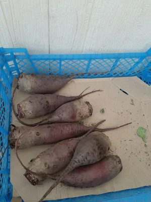 Болгарский перец